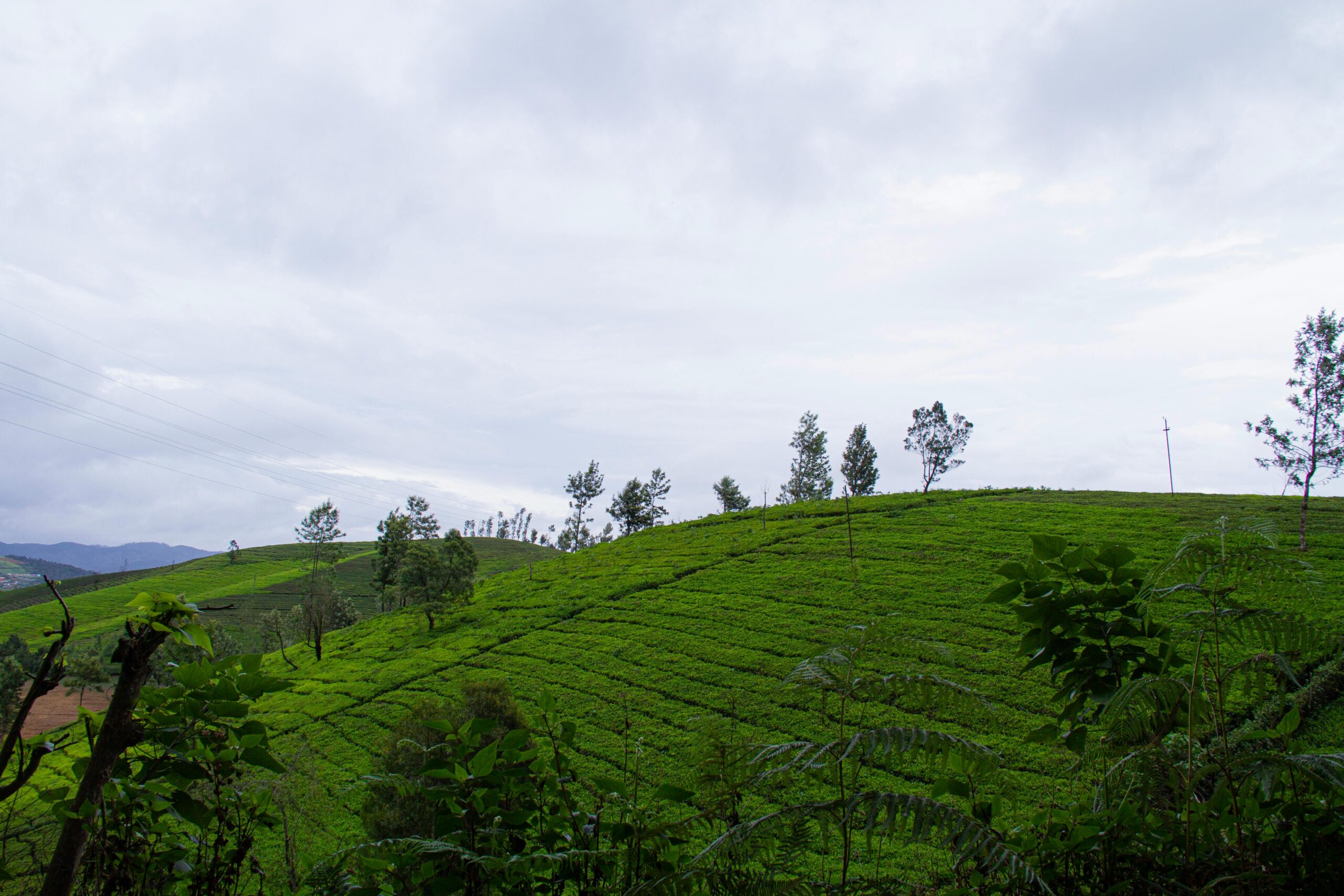 easy trip mysore- munnar package