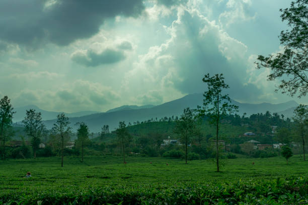 easy trip mysore-Green tea plantation landscape image, beautiful nature scenery click from Wayanad Kerala